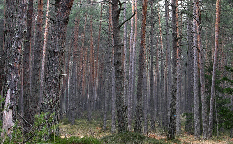 Giro in abetaia e pineta.